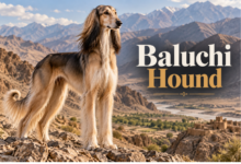 Baluchi Hound